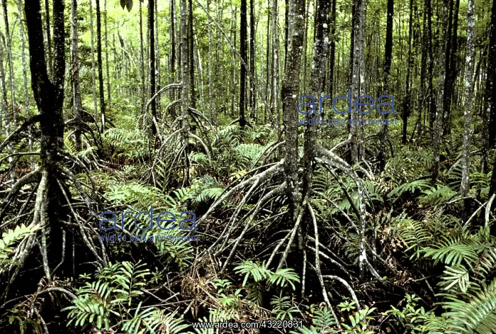 : Mangrove Trees : Mangrove Trees