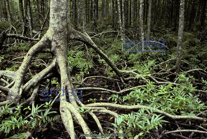 : Mangrove Trees : Mangrove Trees