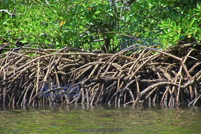: Mangrove trees, Morowali Nature Reserve : Mangrove trees, Morowali Nature Reserve