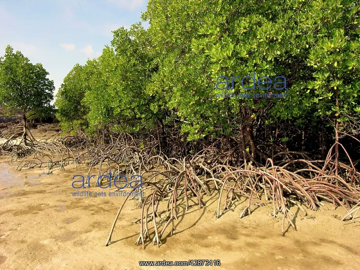 : mangrove trees with their roots protuding above : mangrove trees with their roots protuding above