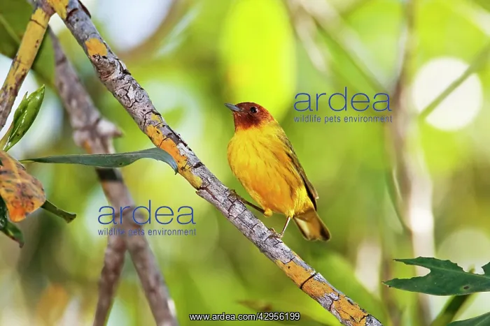: Mangrove Warbler : Mangrove Warbler
