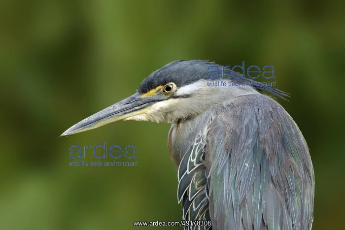 : Mangrovereiger, Striated Heron : Mangrovereiger, Striated Heron