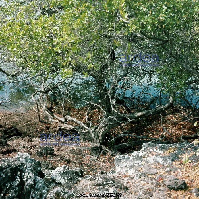  : MANGROVES. James Island, Galapagos