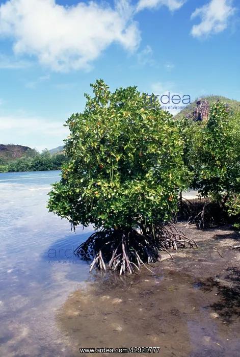  : Mangroves. Seychelles
