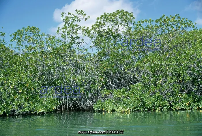 : Mangroves. Turtle Cove Santa Cruz, Galapagos Island : Mangroves. Turtle Cove Santa Cruz, Galapagos Island