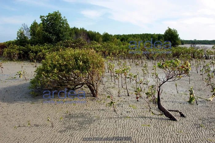 : Mangroves NW Torres Strait - Queensland - Australia : Mangroves NW Torres Strait - Queensland - Australia