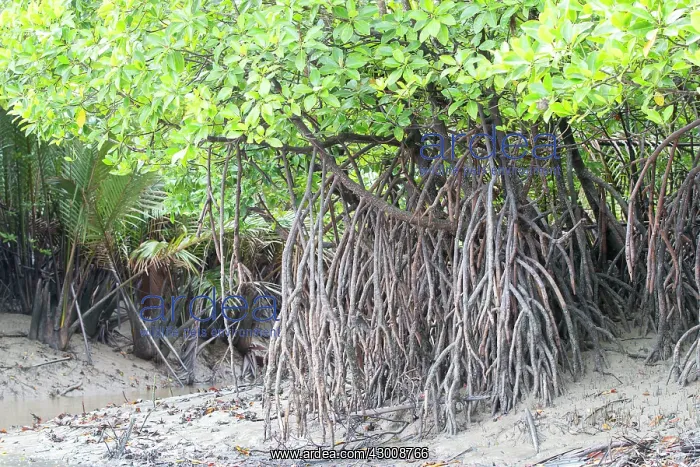 : Mangroves along the Batang Salak : Mangroves along the Batang Salak