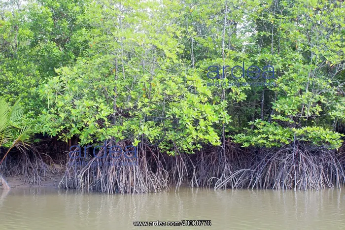  : Mangroves along the Batang Salak