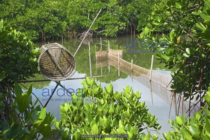: Mangroves, Cat Ba national park, Cat Ba : Mangroves, Cat Ba national park, Cat Ba