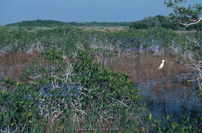 : Mangroves and Egret : Mangroves and Egret