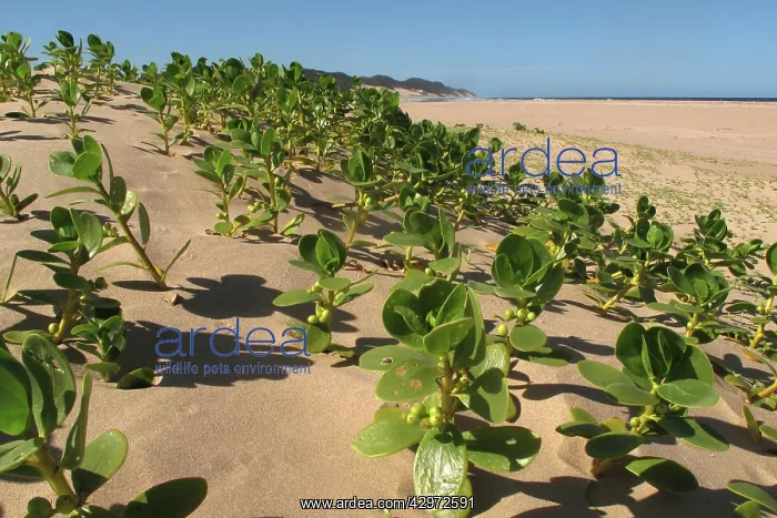 : Mangroves - growing in the sand : Mangroves - growing in the sand
