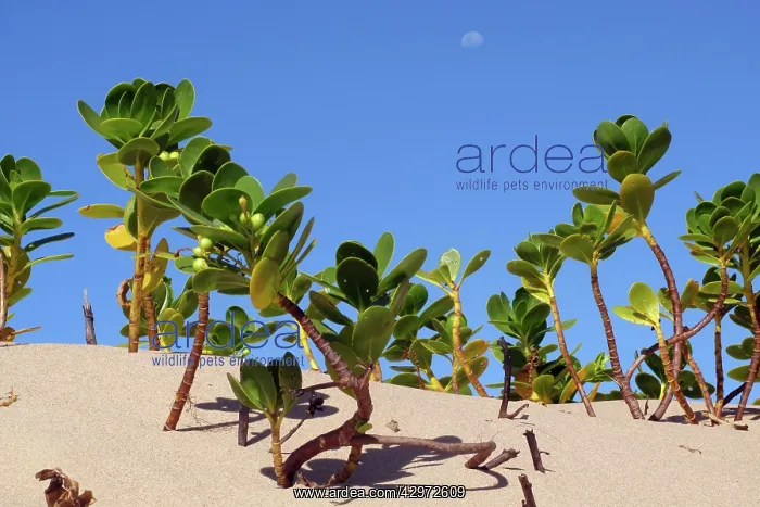 : Mangroves - growing in the sand : Mangroves - growing in the sand