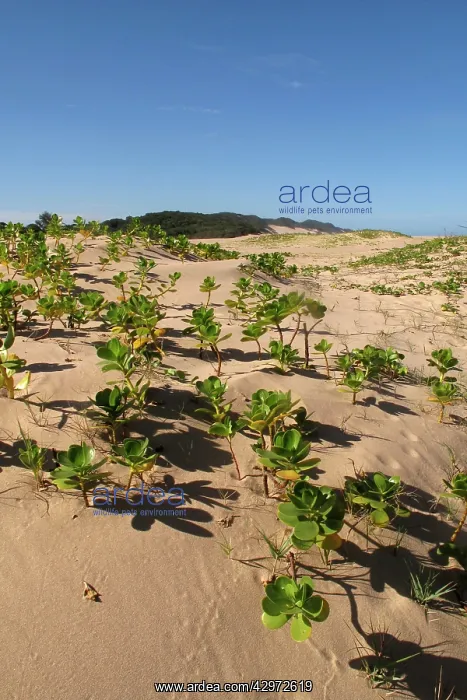 : Mangroves - growing in the sand : Mangroves - growing in the sand