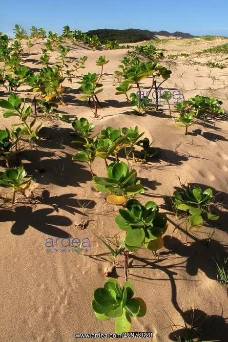 : Mangroves - growing in the sand : Mangroves - growing in the sand