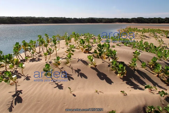 : Mangroves - growing in the sand : Mangroves - growing in the sand