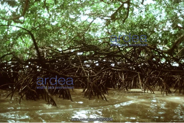 : MANGROVES - from inside looking out : MANGROVES - from inside looking out