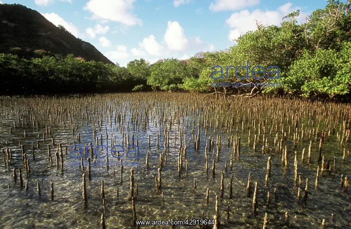 : MANGROVES - Pneumatophores, Indian Ocean : MANGROVES - Pneumatophores, Indian Ocean