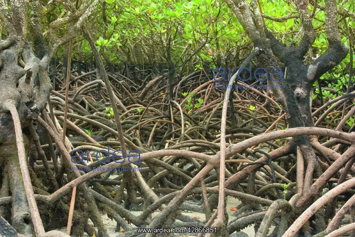 : Mangroves - precious and rare mangrove habitat : Mangroves - precious and rare mangrove habitat
