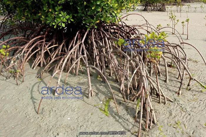 : Mangroves showing exposed aerial roots at low tide : Mangroves showing exposed aerial roots at low tide