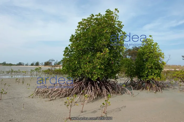 : Mangroves showing exposed aerial roots at low tide : Mangroves showing exposed aerial roots at low tide