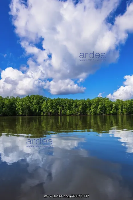 : Mangroves along the Sierpe River, Terraba Sierpe National : Mangroves along the Sierpe River, Terraba Sierpe National