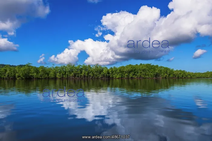 : Mangroves along the Sierpe River, Terraba Sierpe National : Mangroves along the Sierpe River, Terraba Sierpe National