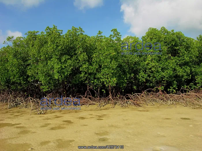 : Mangroves - survive well along Queensland's tidal : Mangroves - survive well along Queensland's tidal