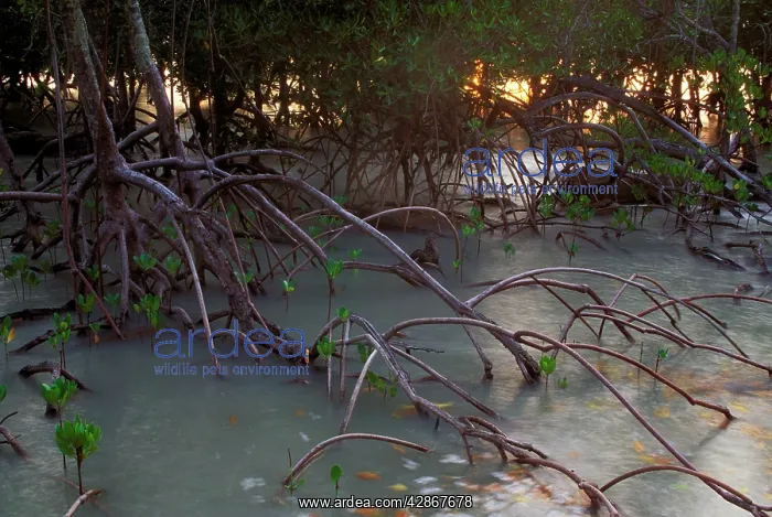 : Mangroves - West Alligator Head, Kakadu National