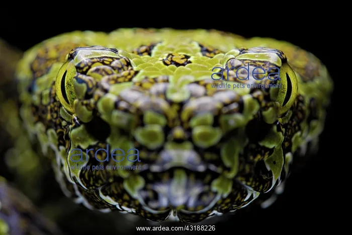 : Mangshan Pit Viper (Protobothrops mangshanensis) : Mangshan Pit Viper (Protobothrops mangshanensis)
