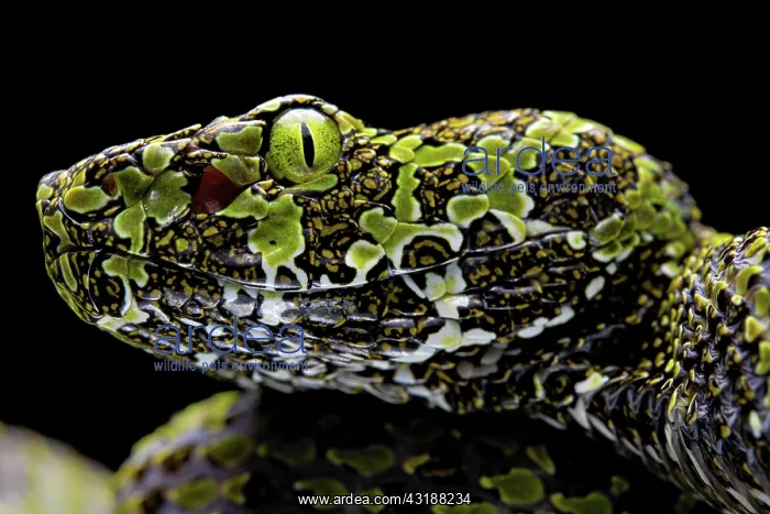 : Mangshan Pit Viper (Protobothrops mangshanensis) : Mangshan Pit Viper (Protobothrops mangshanensis)