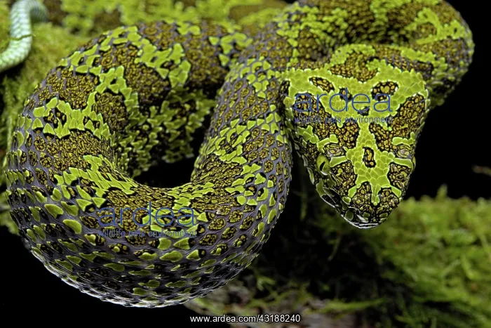 : Mangshan Pit Viper (Protobothrops mangshanensis) : Mangshan Pit Viper (Protobothrops mangshanensis)