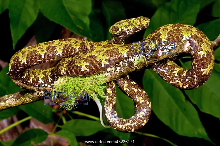 : Mangshan's Viper, Zhaoermia mangshanensis : Mangshan's Viper, Zhaoermia mangshanensis