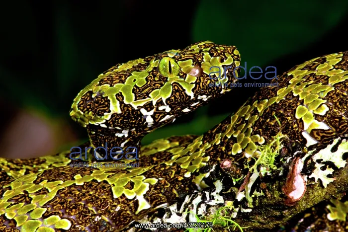  : Mangshan's Viper, Zhaoermia mangshanensis