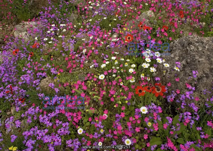: The Mani peninsula in spring - stunning display of flowers : The Mani peninsula in spring - stunning display of flowers