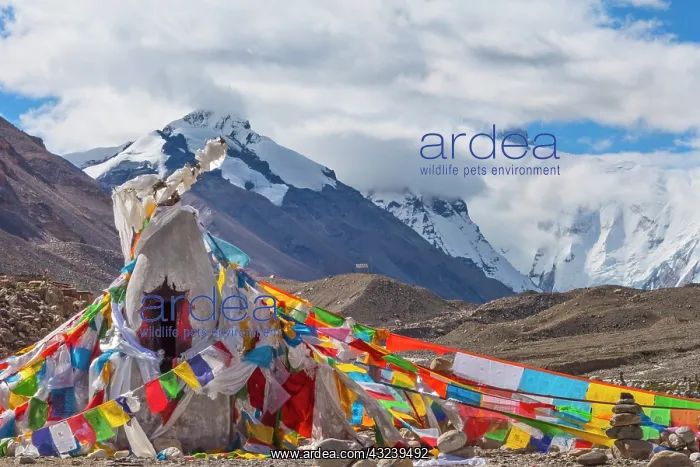: Mani pile and prayer flags in Rongbuk Valley, Lhotse : Mani pile and prayer flags in Rongbuk Valley, Lhotse