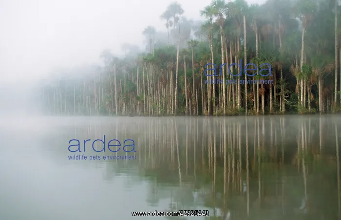 : Maniche / Buriti PALMS - & MIST : Maniche / Buriti PALMS - & MIST