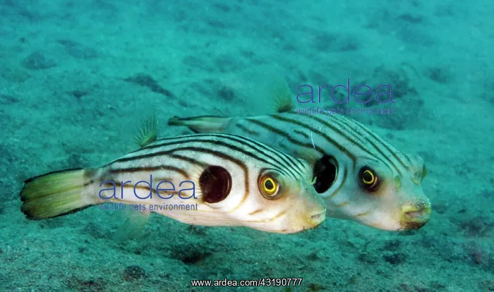 : Manila puffer (Arothron manilensis) hovering over the sand : Manila puffer (Arothron manilensis) hovering over the sand