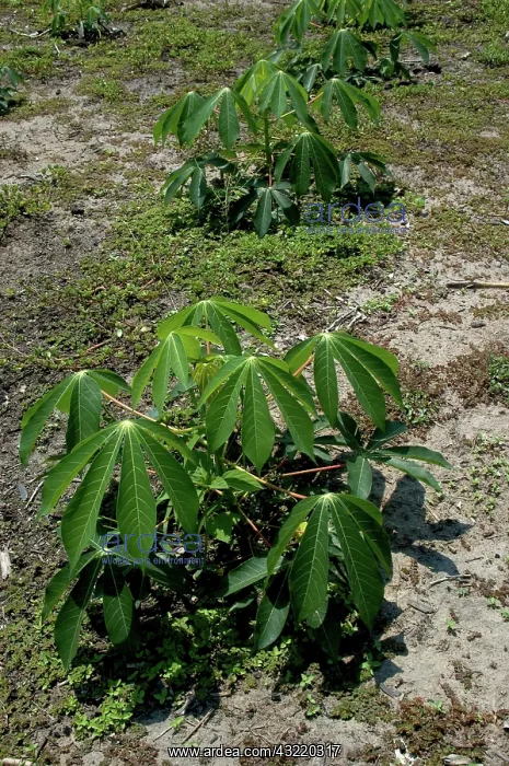 : Manioc or Cassava Root : Manioc or Cassava Root