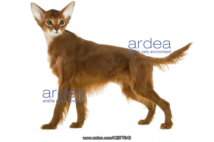 : Manipulated image - Red Irish Setter with a cat's head : Manipulated image - Red Irish Setter with a cat's head