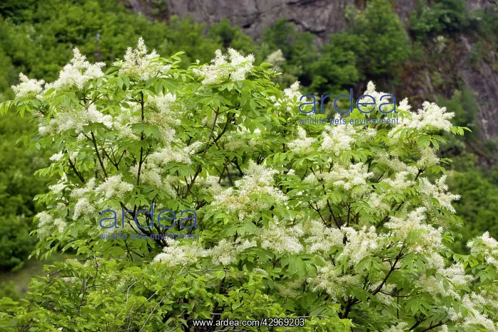 : Manna Ash - in flower in spring : Manna Ash - in flower in spring