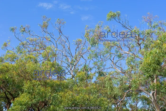 : Manna Gum - a nearly clear-fed tree, damage done : Manna Gum - a nearly clear-fed tree, damage done