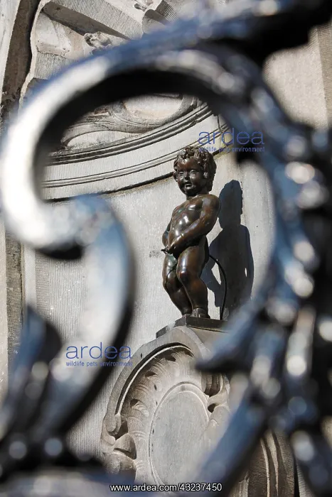 : Manneken Pis, statue of a boy peeing into a fountain : Manneken Pis, statue of a boy peeing into a fountain