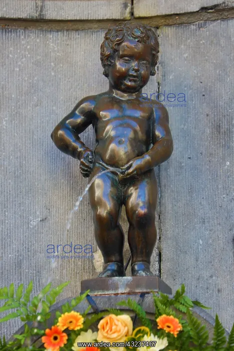 : Manneken Pis, statue of a boy peeing into a fountain : Manneken Pis, statue of a boy peeing into a fountain