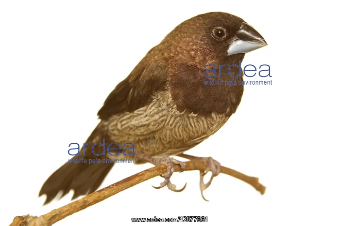 : Mannikin / Finch - aviary bird : Mannikin / Finch - aviary bird