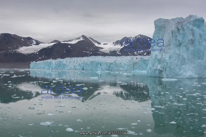  : Manocobreen as seen from Liefdefjord - Svalbard