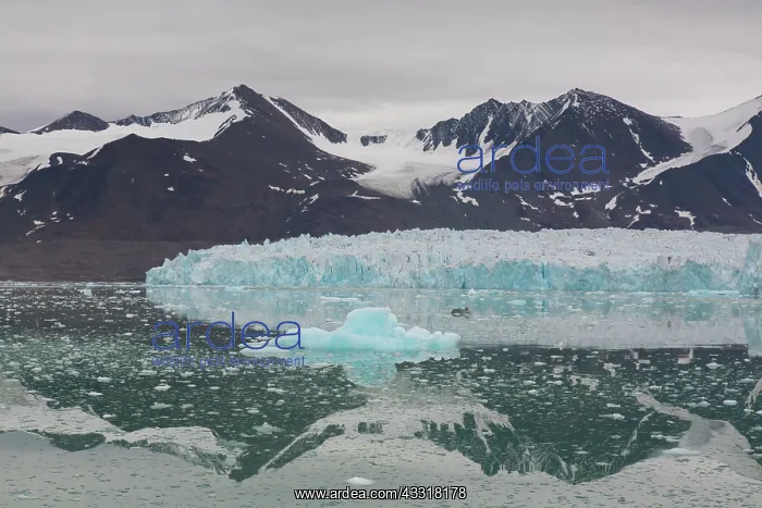 : Manocobreen as seen from Liefdefjord - Svalbard : Manocobreen as seen from Liefdefjord - Svalbard