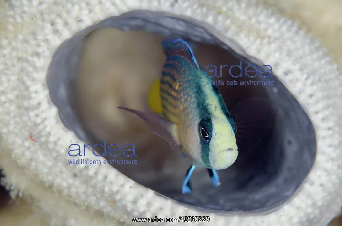 : Manonichthys splendes, Splendid Dottyback (Pseudochromis : Manonichthys splendes, Splendid Dottyback (Pseudochromis