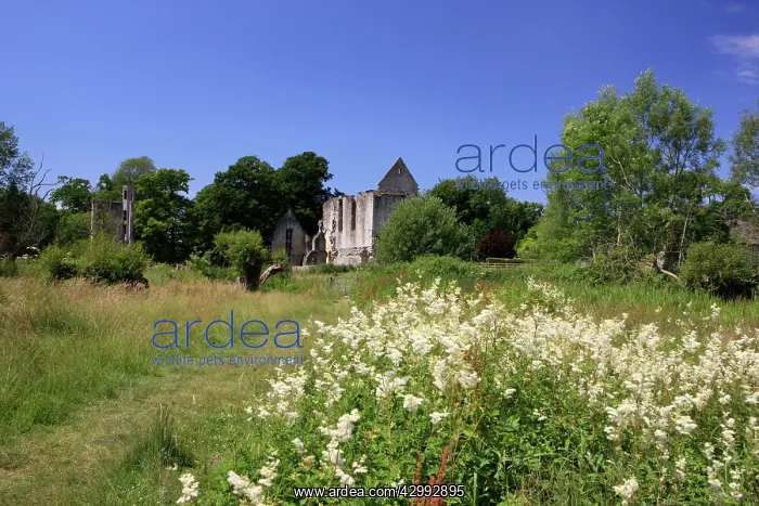 : Manor House Ruins : Manor House Ruins