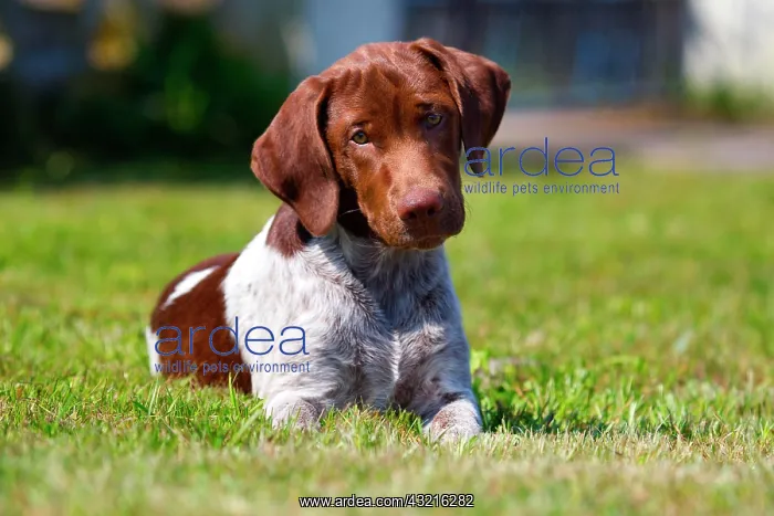 : Mansterlcnder mixed breed puppy, 3 months old : Mansterlcnder mixed breed puppy, 3 months old