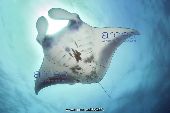 : Manta (Manta birostris), Pacific : Manta (Manta birostris), Pacific
